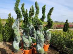 Hiris Garden Expert - Pepiniera, amenajari peisagistice