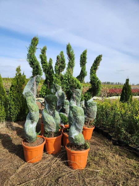 Hiris Garden Expert - Pepiniera, amenajari peisagistice