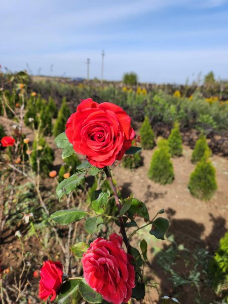 Hiris Garden Expert - Pepiniera, amenajari peisagistice