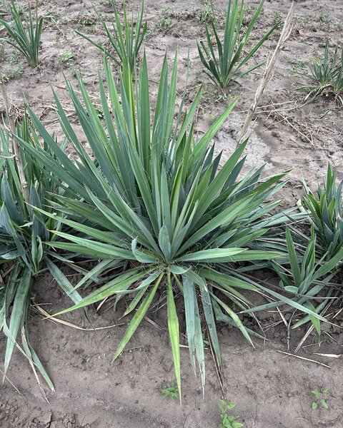 Hiris Garden Expert - Pepiniera, amenajari peisagistice