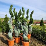 Hiris Garden Expert - Pepiniera, amenajari peisagistice